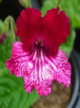 STREPTOCARPUS Red Bicolor/Strawberry Ice